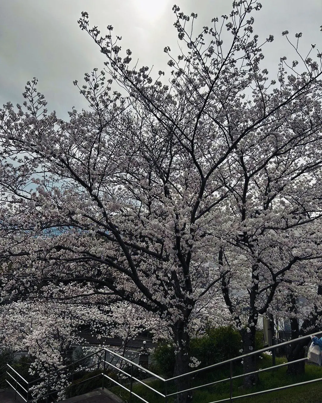 いよいよ新学期！穂波パークシティ桜ヶ丘公園で楽しむ！-3